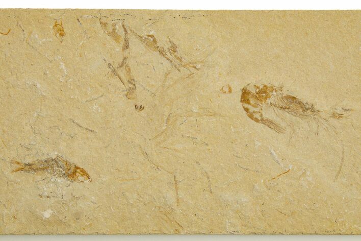 Cretaceous Fossil Shrimp and Fish - Lebanon #323748